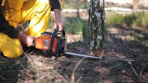 Tree and Shrub Care in Shackle Island, TN